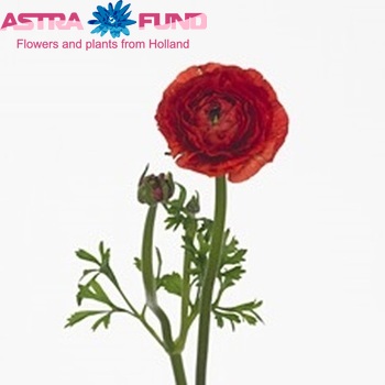 Ranunculus asiaticus Giga Red фото