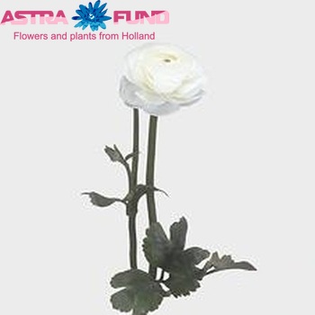 Ranunculus asiaticus Giga White фото