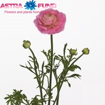 Ranunculus asiaticus Glamorous Pink foto