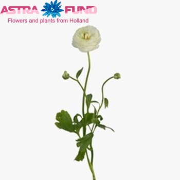 Ranunculus asiaticus Glamorous White Foto