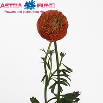 Ranunculus asiaticus 'Mistral Apricot' Foto