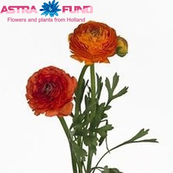 Ranunculus asiaticus 'Mistral Indie Orange' Foto