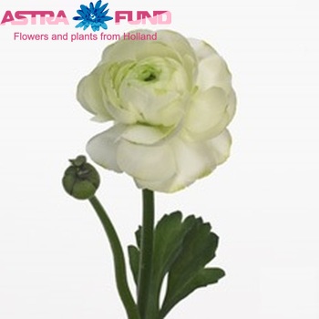 Ranunculus asiaticus 'Mistral Lime Green' photo