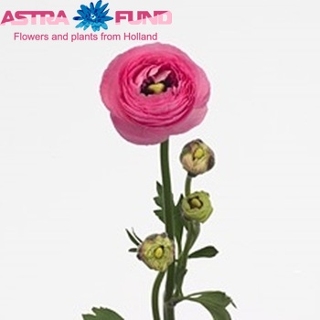 Ranunculus asiaticus 'Mistral Pink' photo