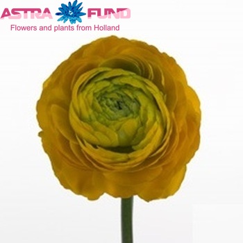 Ranunculus asiaticus 'Mistral Skyline Yellow' photo