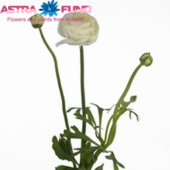 Ranunculus asiaticus 'Mistral White' Foto