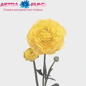 Ranunculus asiaticus 'Mistral Yellow' Foto