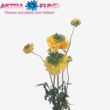 Ranunculus asiaticus 'Reinette Gold' Foto