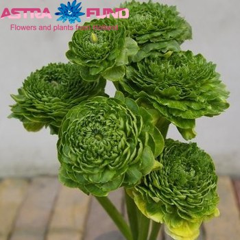 Ranunculus asiaticus 'Reinette Green' фото