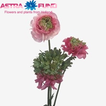 Ranunculus asiaticus 'Reinette Pink' Foto