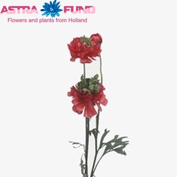 Ranunculus asiaticus 'Reinette Red' Foto