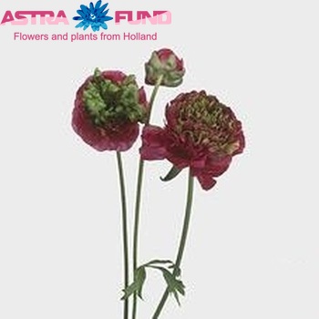 Ranunculus asiaticus 'Reinette Rose' photo