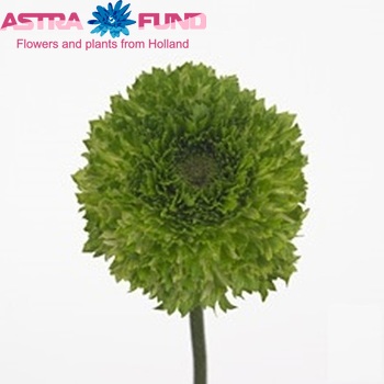 Ranunculus asiaticus 'Success Full Green' photo
