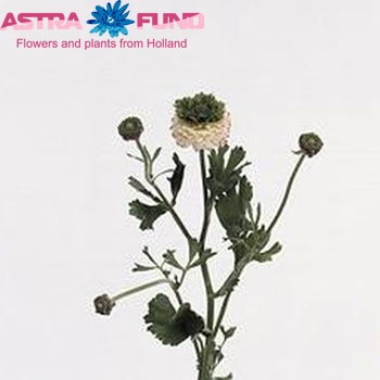 Ranunculus asiaticus Success Green Foto