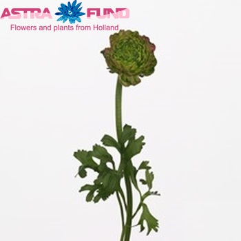 Ranunculus asiaticus Success Grimaldi Green Fuchsia фото