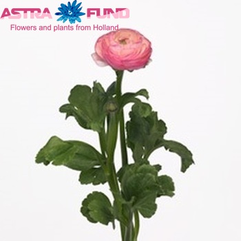 Ranunculus asiaticus Success Ken White Pink фото