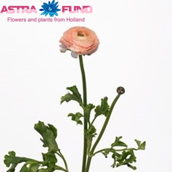Ranunculus asiaticus Success Lulu Pink Pastel photo