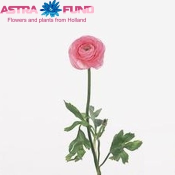 Ranunculus asiaticus Success Pink Foto