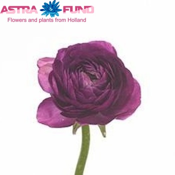 Ranunculus asiaticus 'Success Violet' photo