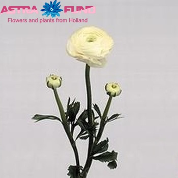 Ranunculus asiaticus Success White Foto