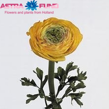 Ranunculus asiaticus Success Yellow Foto