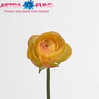 Ranunculus asiaticus 'Success Yellow Orange' Foto