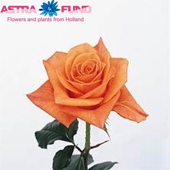 Роза Apricot фото
