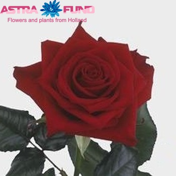 Rosa gr Prestige zdjęcie