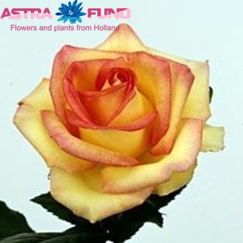 Роза крупноцветковая Ambiance фото