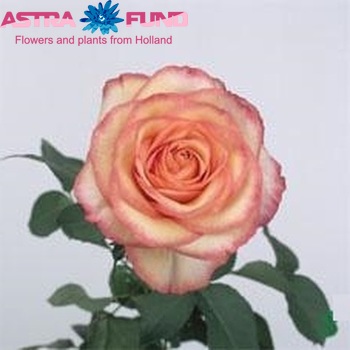 Роза крупноцветковая Aquarell фото