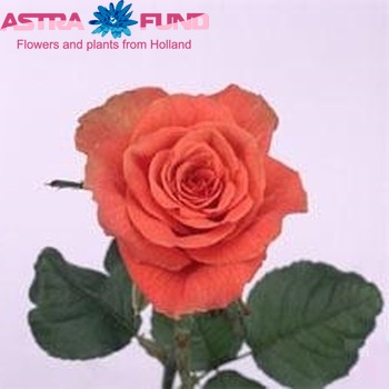 Роза крупноцветковая Arabia фото