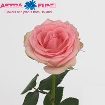 Роза крупноцветковая Arielle фото