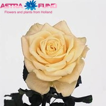 Роза крупноцветковая Artemis фото