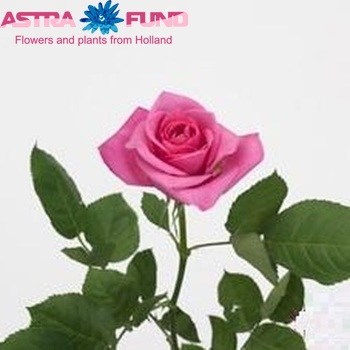 Rosa grootbloemig Arusha photo