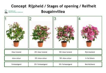 If you would like to buy bougainvillea from Holland, please contact us through "Contats" page.
