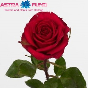 Роза крупноцветковая Corrie Freelander фото
