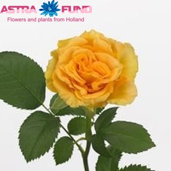 Роза крупноцветковая Cosigold фото