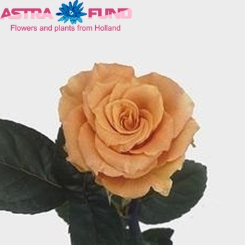 Роза крупноцветковая Cosima фото