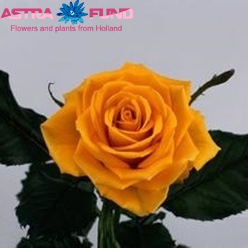 Rosa grootbloemig Gold Strike foto