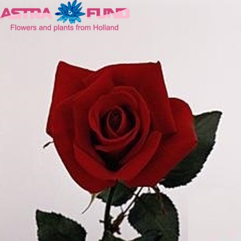 Роза крупноцветковая Grand Gala фото
