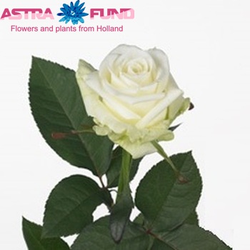 Роза крупноцветковая Gulmira фото