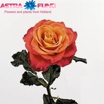 Роза крупноцветковая Gypsy Curiosa фото