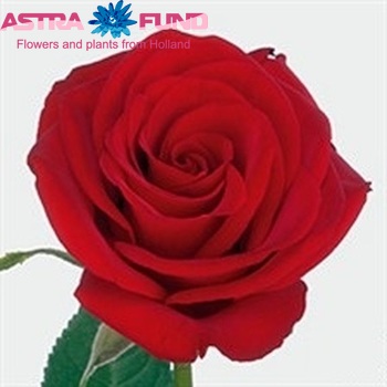 Роза крупноцветковая Herz Ass фото