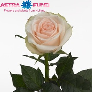 Роза крупноцветковая High & Bridal фото