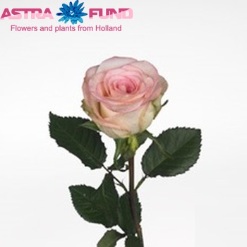 Роза крупноцветковая High & Elegant фото
