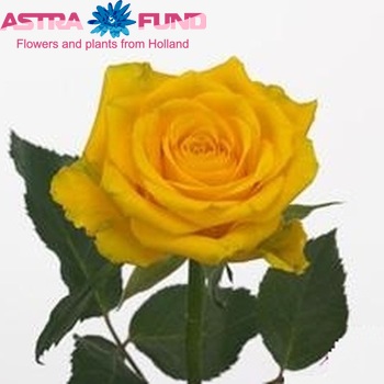 Роза крупноцветковая High & Exotic фото