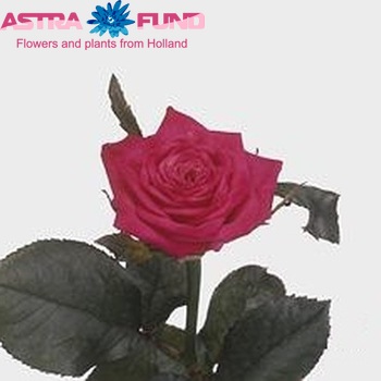 Rosa grootbloemig Josie Foto