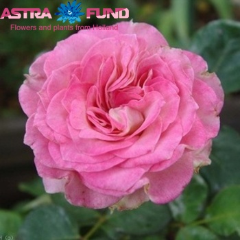 Rosa grootbloemig Masquerade Freelander foto