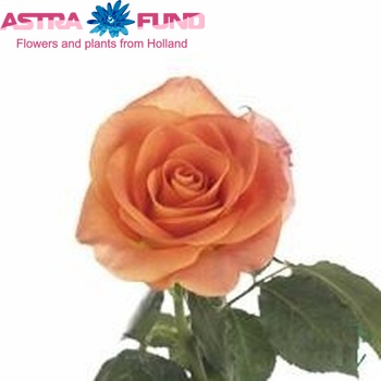 Rosa grootbloemig New Astra photo