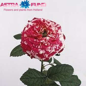 Rosa grootbloemig Ranuncula foto